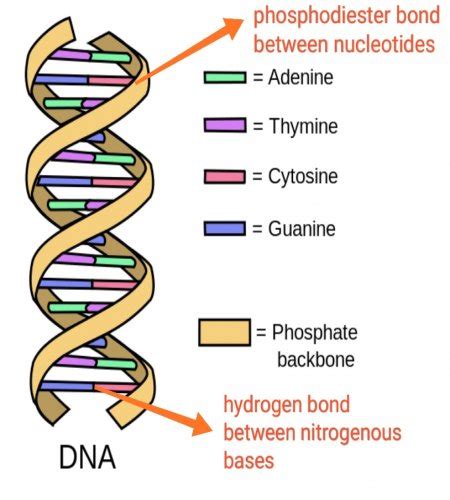 What Type Of Bond Holds The Nitrogen Bases Together