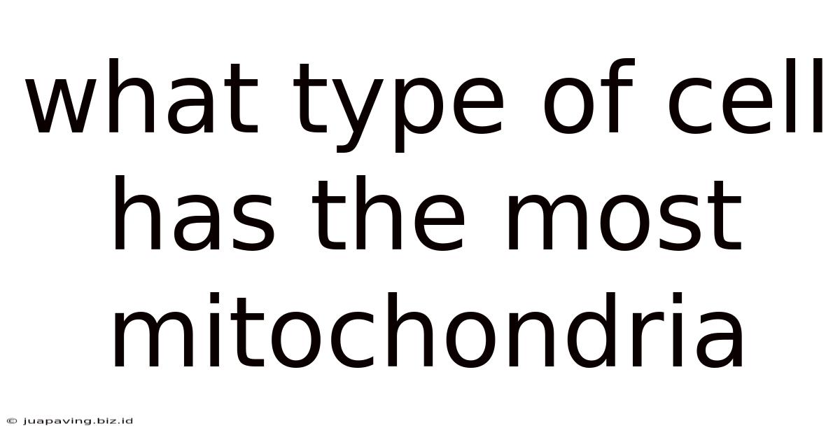 What Type Of Cell Has The Most Mitochondria