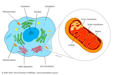 What Type Of Cell Would Contain More Mitochondria