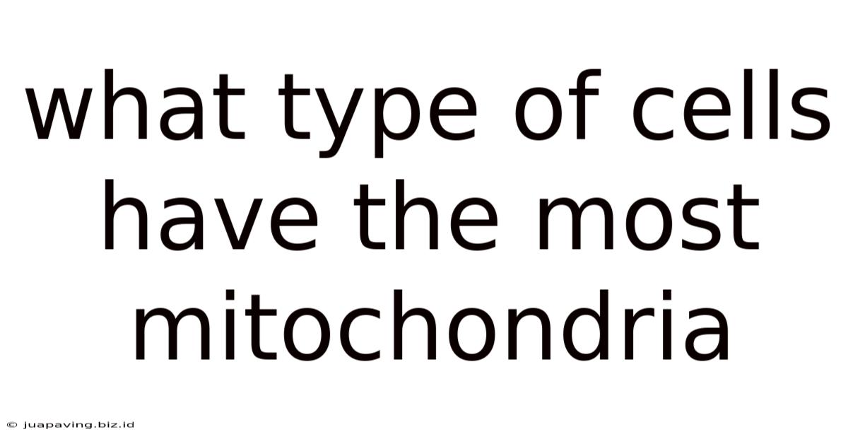 What Type Of Cells Have The Most Mitochondria