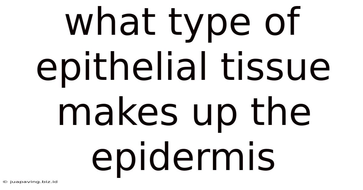 What Type Of Epithelial Tissue Makes Up The Epidermis