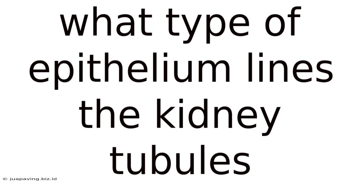 What Type Of Epithelium Lines The Kidney Tubules