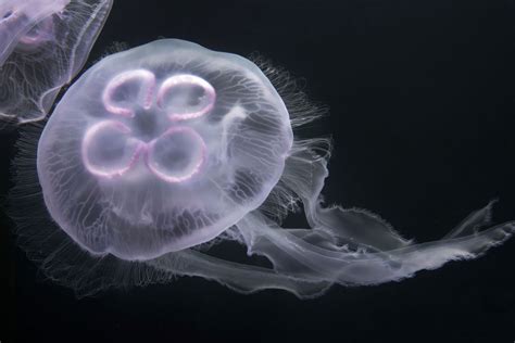 What Type Of Symmetry Do Jellyfish Have