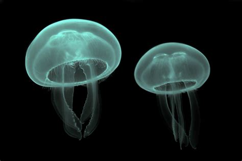 What Type Of Symmetry Does A Jellyfish Have