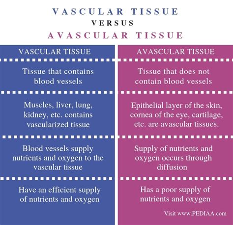 What Type Of Tissue Is Avascular