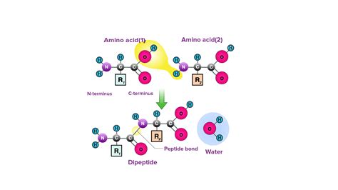 What Types Of Bonds Hold Amino Acids Together