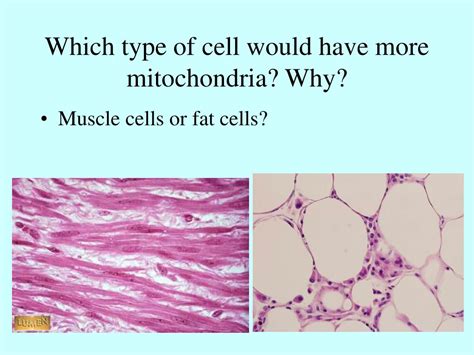 What Types Of Cells Would Have More Mitochondria Than Others