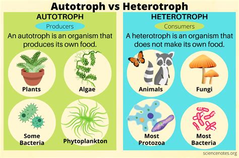 What's The Difference Between Autotroph And Heterotroph