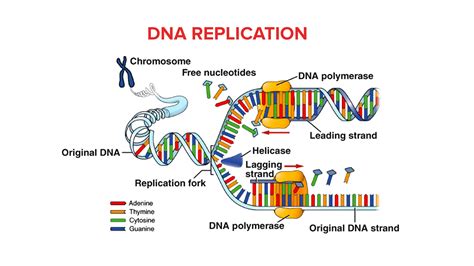 What's The First Step In Dna Replication