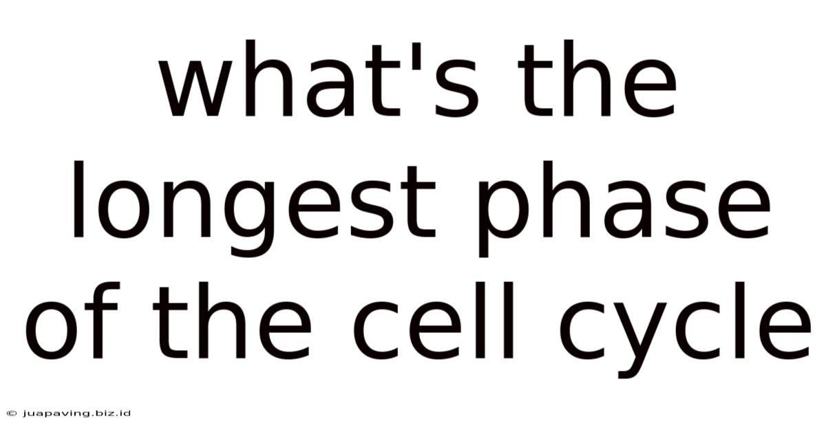 What's The Longest Phase Of The Cell Cycle