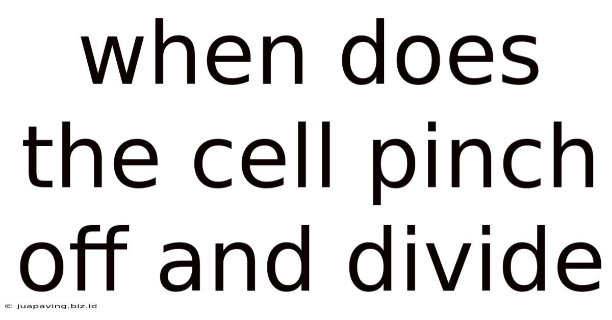 When Does The Cell Pinch Off And Divide
