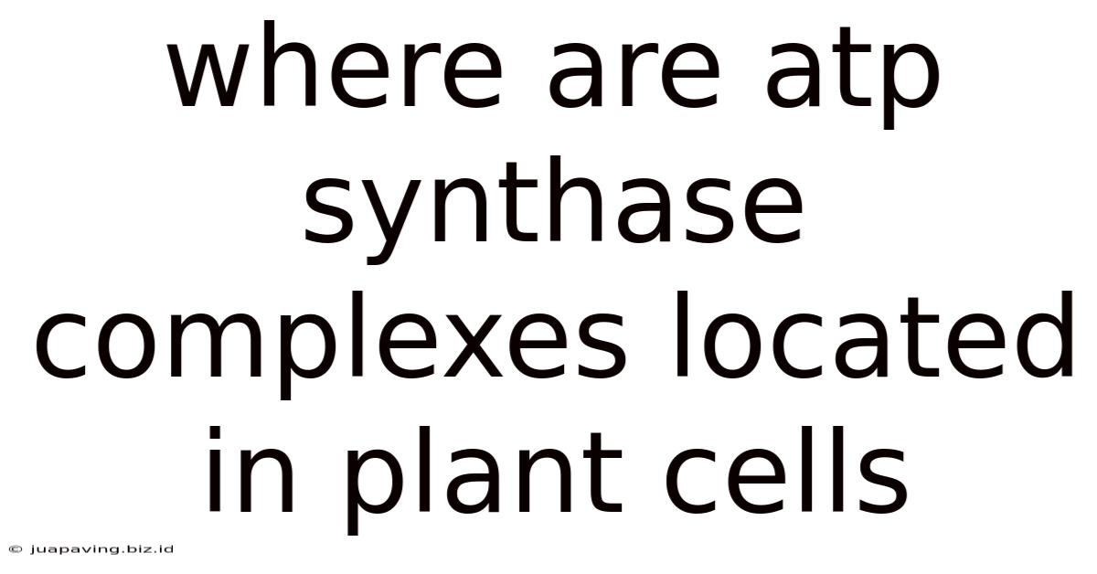 Where Are Atp Synthase Complexes Located In Plant Cells