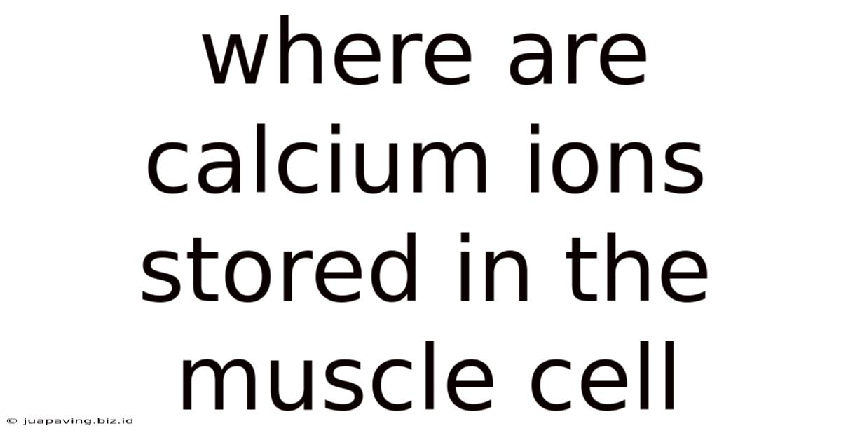 Where Are Calcium Ions Stored In The Muscle Cell