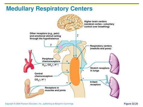 Where Are The Cardiac Vasomotor And Respiratory Centers Found