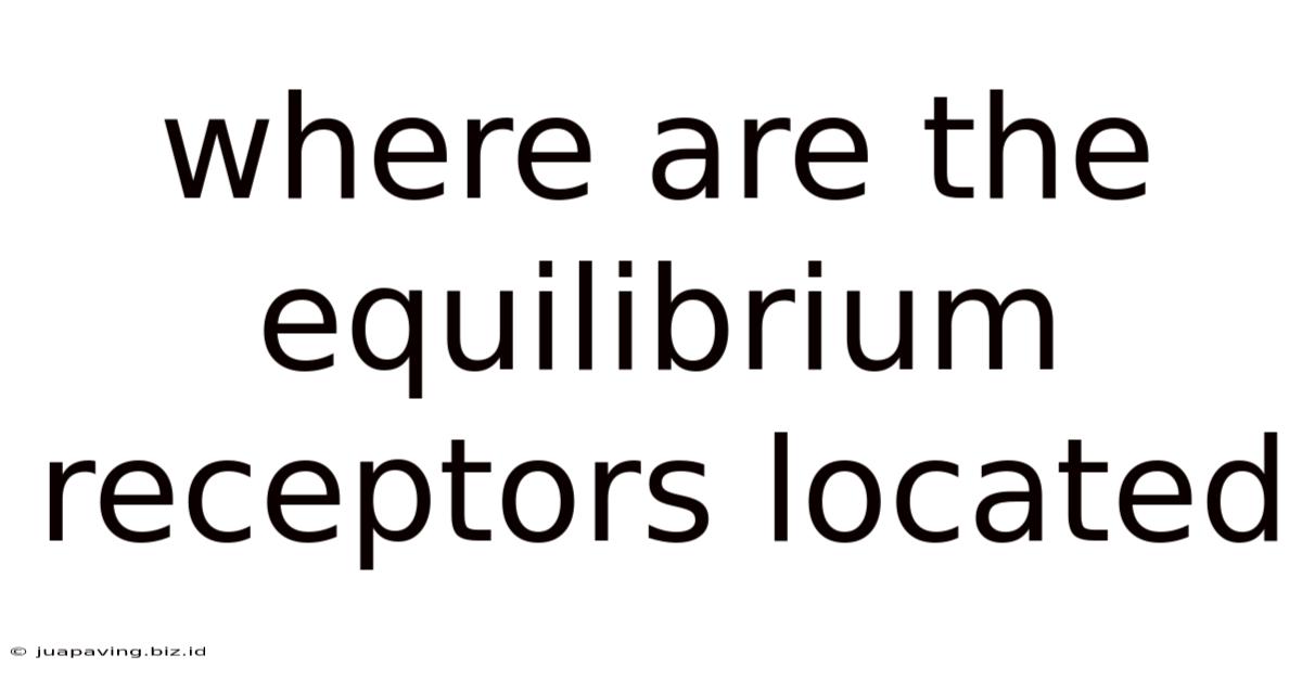 Where Are The Equilibrium Receptors Located