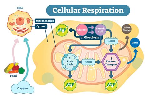 Where Does Cellular Respiration Take Place In A Eukaryotic Cell