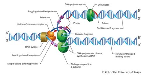 Where Does Dna Replication Occur In Eukaryotic Cells