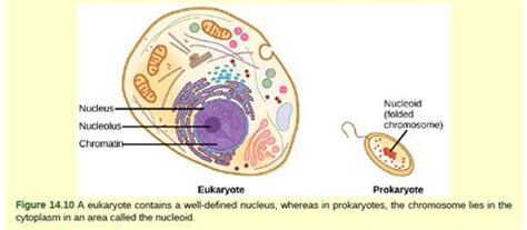 Where Does Dna Synthesis Happen In Eukaryotic Cells