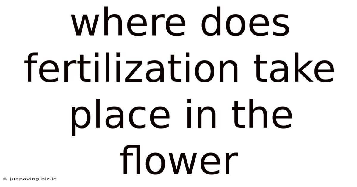 Where Does Fertilization Take Place In The Flower