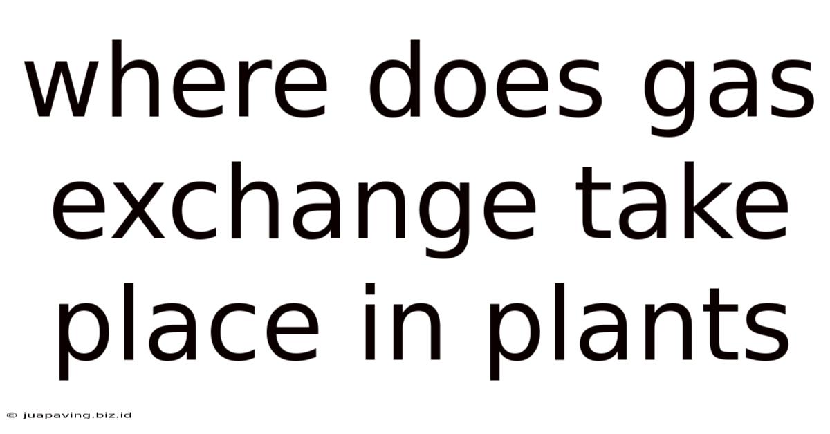 Where Does Gas Exchange Take Place In Plants