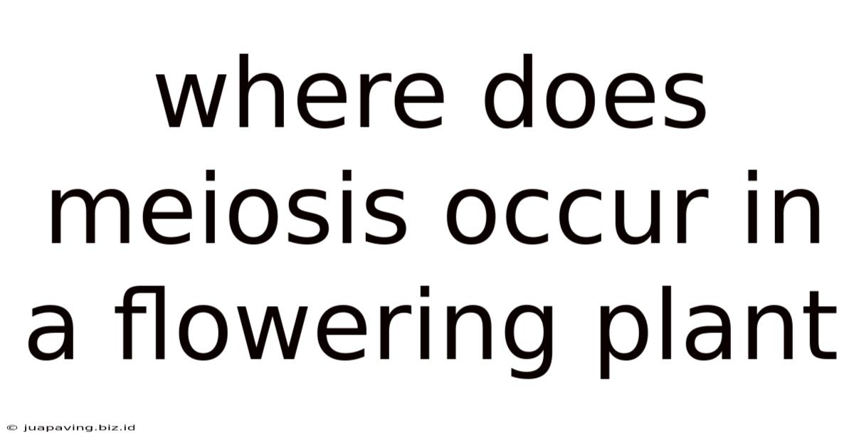 Where Does Meiosis Occur In A Flowering Plant