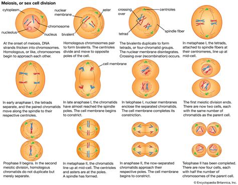 Where Does Meiosis Take Place In Animals