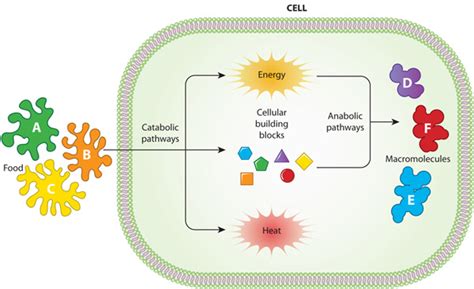 Where Does Most Metabolic Activity In The Cell Occur