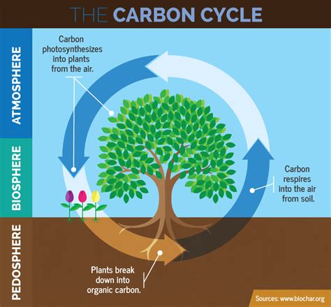 Where Does Plants Get Carbon Dioxide From