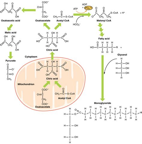 Where Does Synthesis Of Lipids Take Place