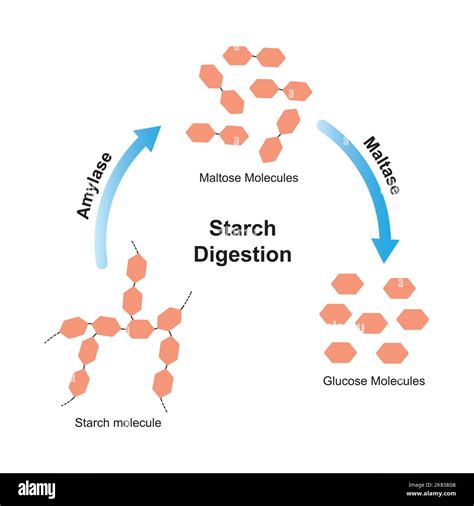 Where Does The Chemical Digestion Of Starch Begin