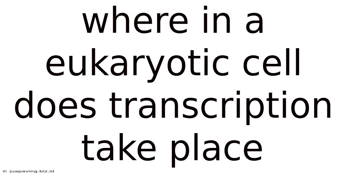 Where In A Eukaryotic Cell Does Transcription Take Place