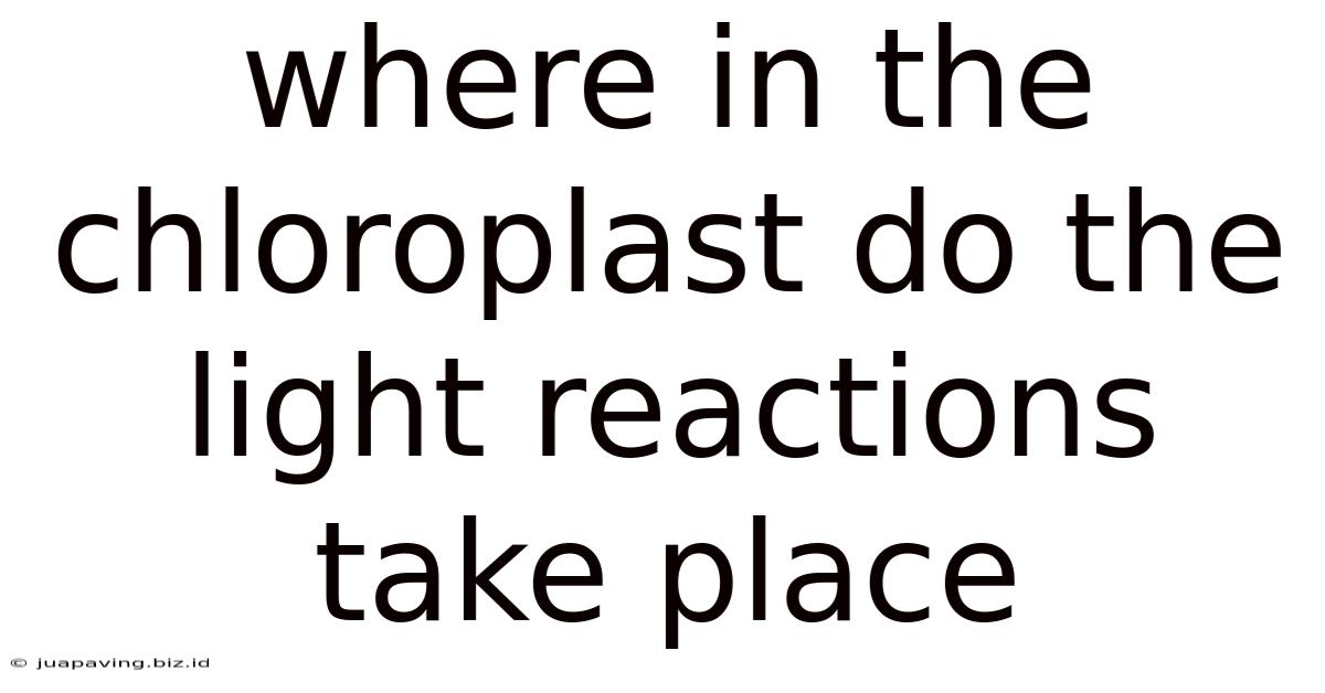 Where In The Chloroplast Do The Light Reactions Take Place