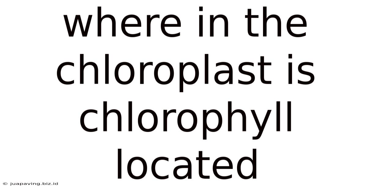 Where In The Chloroplast Is Chlorophyll Located