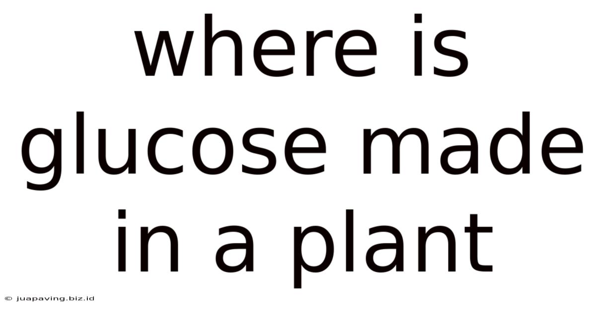 Where Is Glucose Made In A Plant