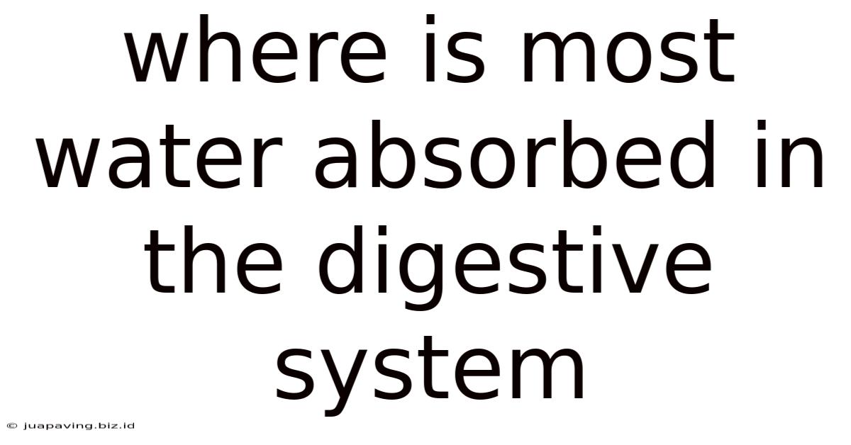 Where Is Most Water Absorbed In The Digestive System