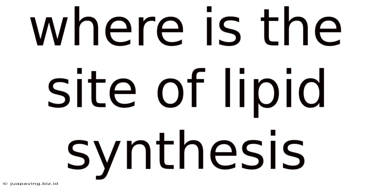 Where Is The Site Of Lipid Synthesis