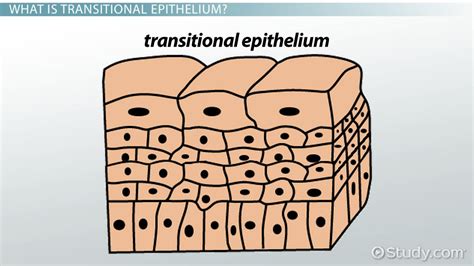 Where Is The Transitional Epithelium Located