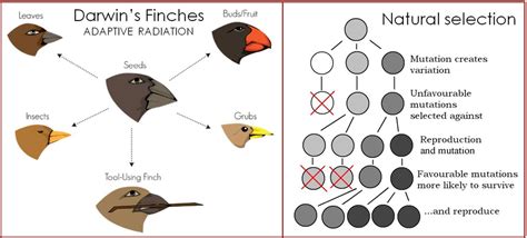 Which Are Characteristics Of Natural Selection Select Three Options