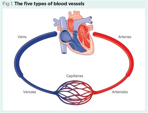 Which Blood Vessel Will Have The Greatest Amount Of Oxygen