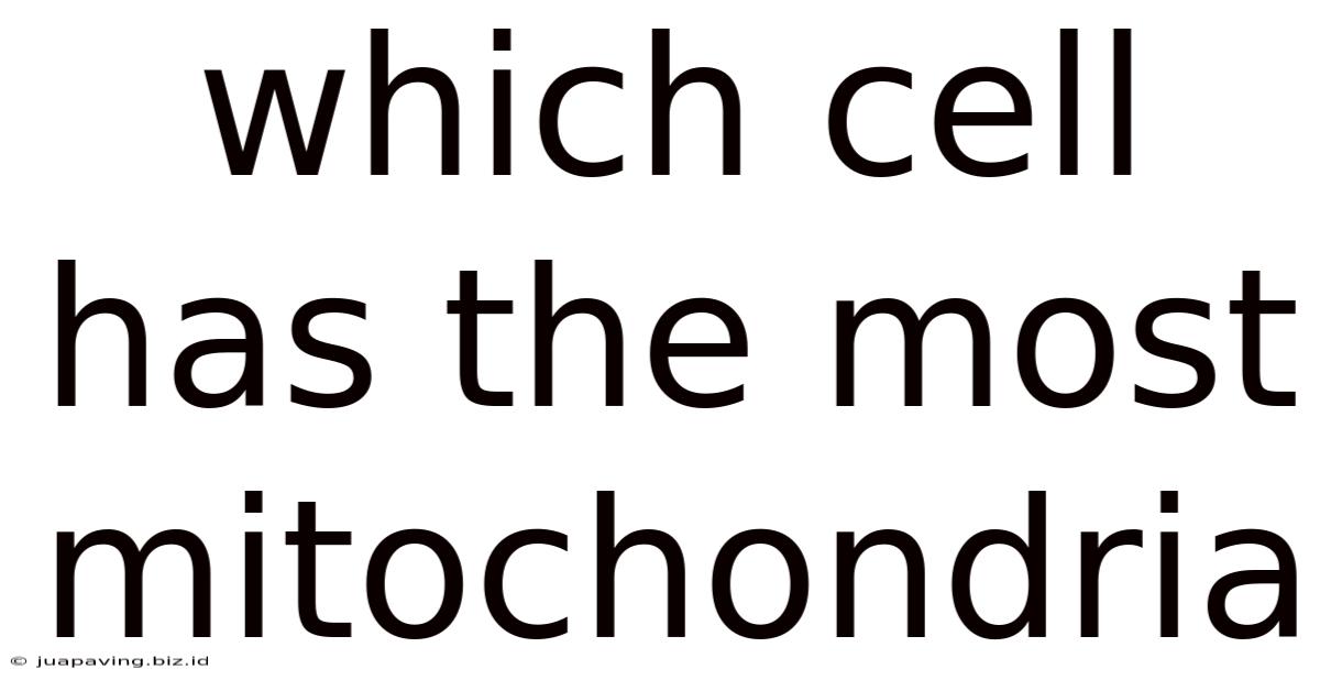 Which Cell Has The Most Mitochondria