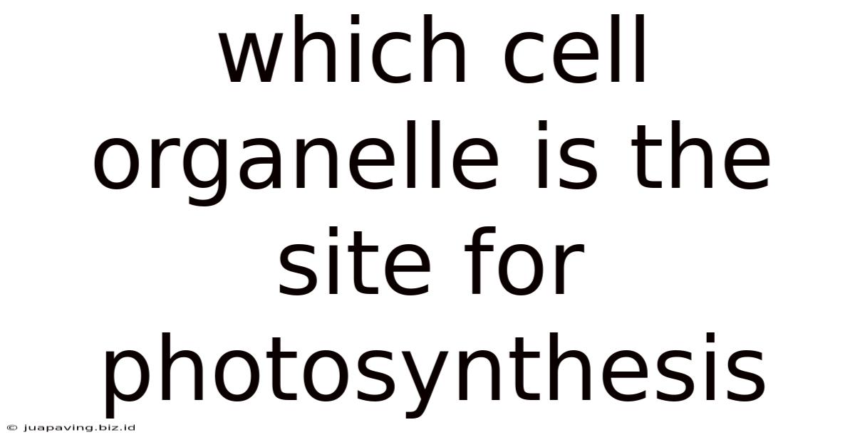 Which Cell Organelle Is The Site For Photosynthesis