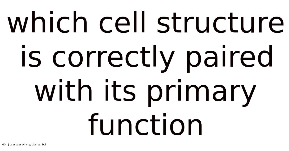Which Cell Structure Is Correctly Paired With Its Primary Function