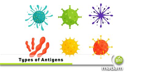 Which Class Of Molecules Is The Most Antigenic