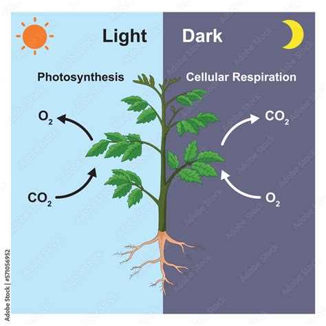 Which Gas Do Plants Expel In The Troposphere During Photosynthesis