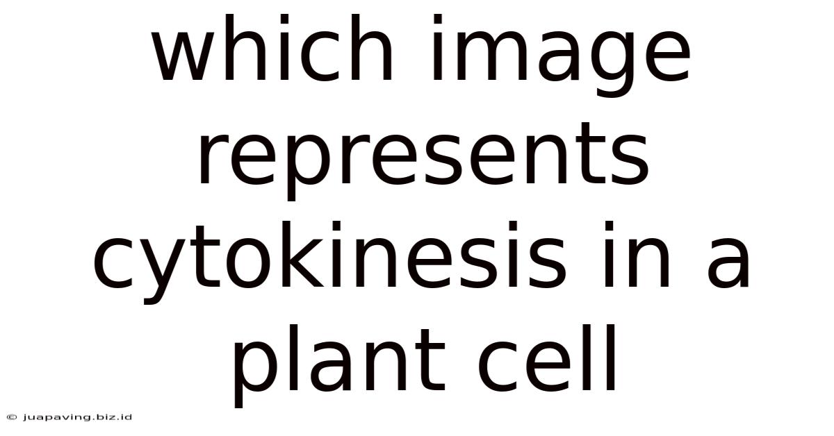 Which Image Represents Cytokinesis In A Plant Cell