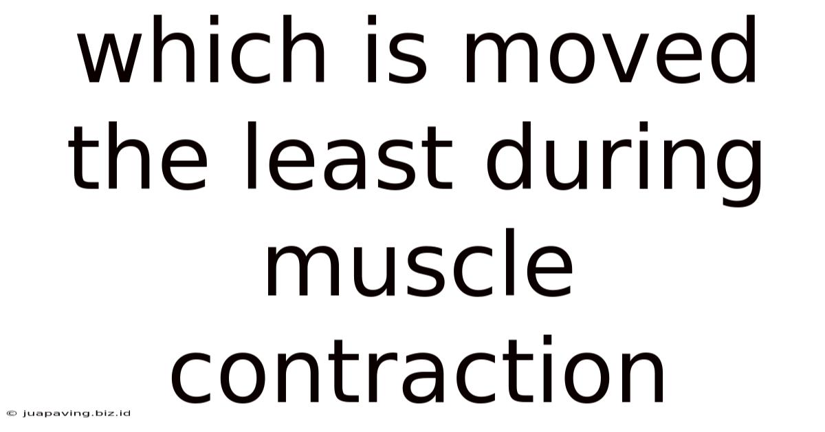 Which Is Moved The Least During Muscle Contraction