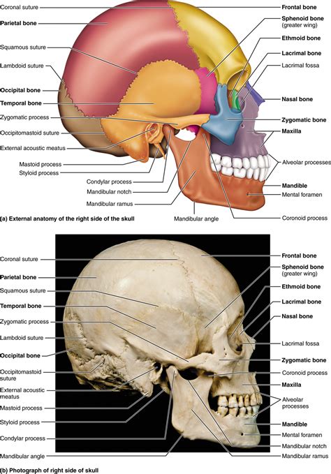 Which Is Not A Cranial Bone