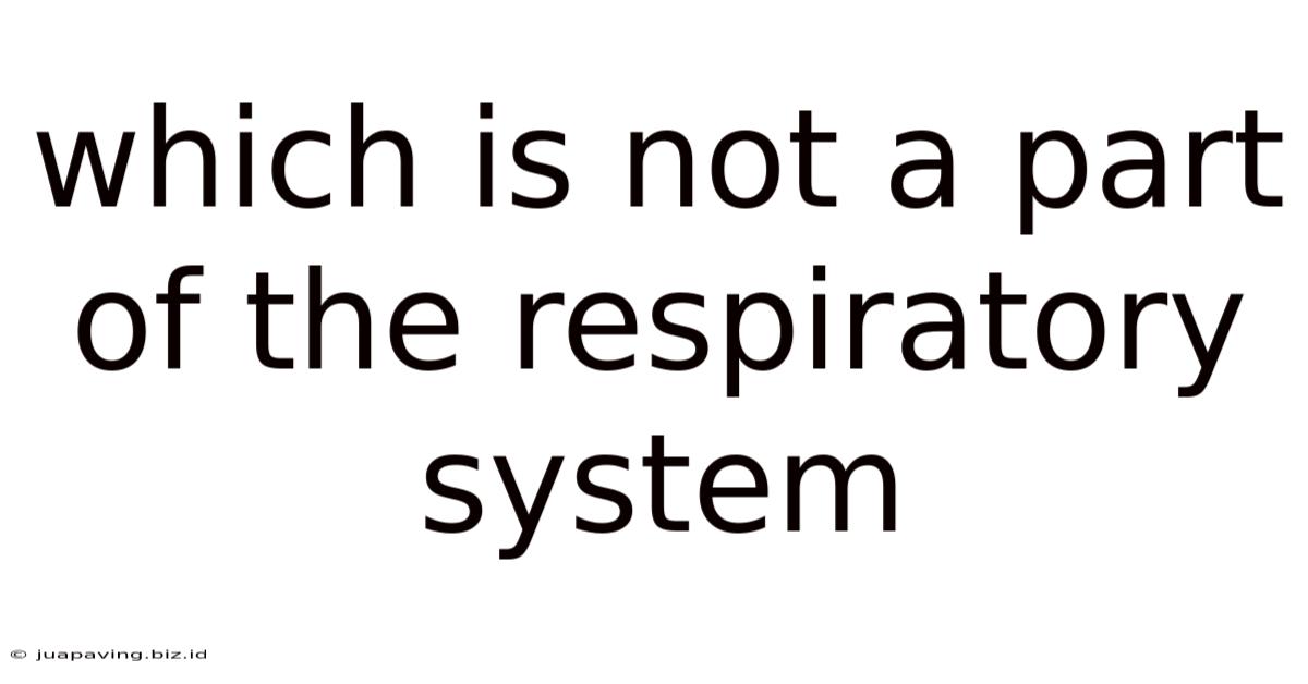 Which Is Not A Part Of The Respiratory System