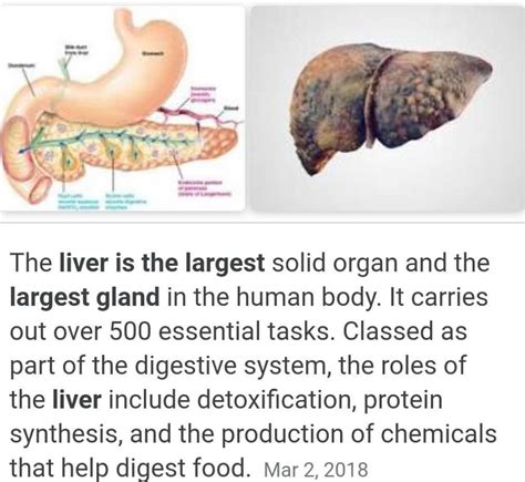 Which Is The Largest Gland In The Body