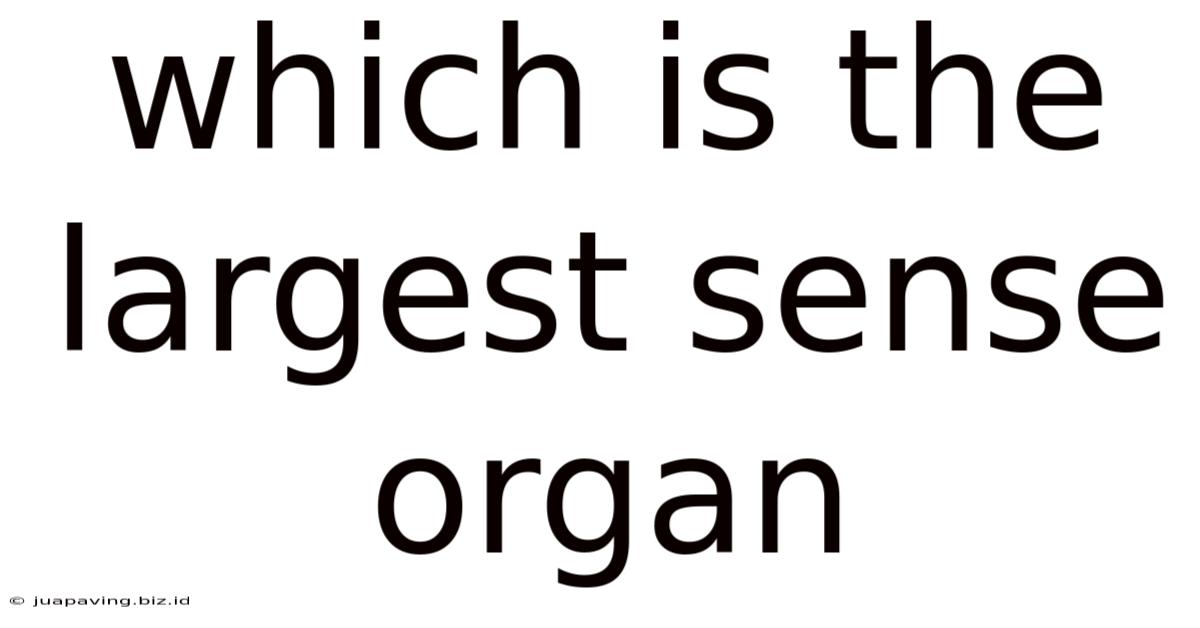 Which Is The Largest Sense Organ